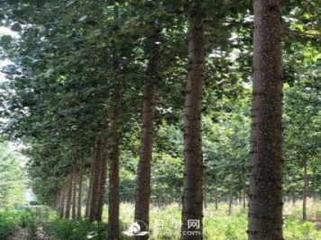 河南周口：培育出不飞絮的杨树新品种