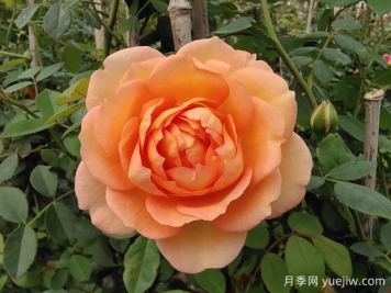 中国月季：欧洲玫瑰花的祖宗，为世界园艺做出了巨大贡献