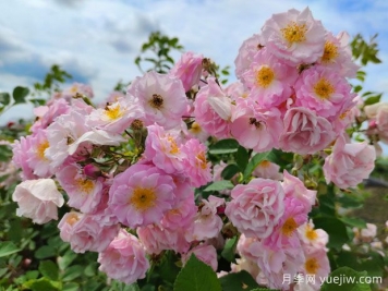 山木香和野蔷薇的辨识区别