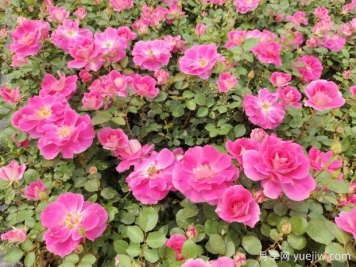 仙境盆栽月季杯苗粉色丰花，绿化工程批发