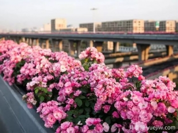 杭州高架月季实现定期开花，是如何进行花期调控的？