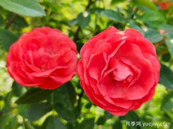 种上木香蔷薇花蛮强爆花，红橙白黄木香你喜欢哪个？