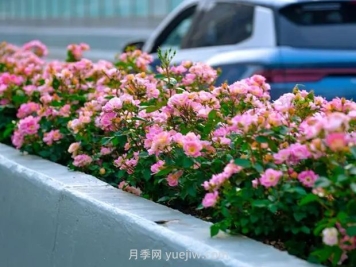 武汉城区主干道和高架桥月季花悄然绽放