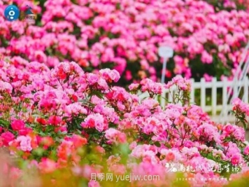 2024年第二届杭州市月季花展举办，赏500万株月季