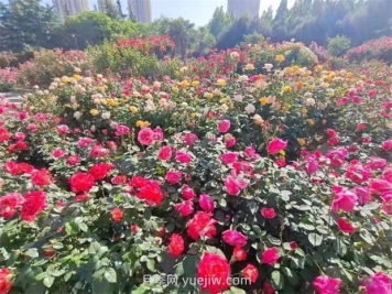 郑州月季公园40万株月季竞相绽放，感受花漾生活