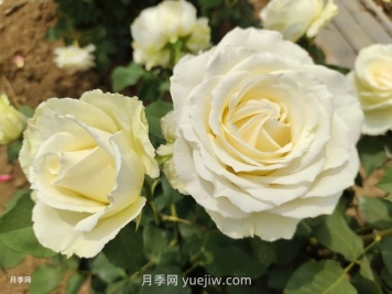 十一朵白玫瑰的花语和寓意