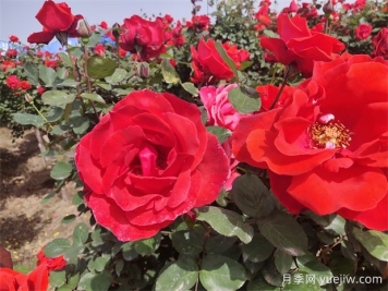 月季、玫瑰、蔷薇分别是什么？如何区别？