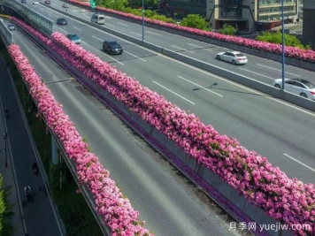 杭州高架月季初开，2024年又到走花路时间