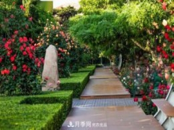 秦皇岛适合养月季花，市花和市树是什么