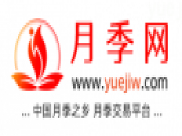 中国上海龙凤419，月季品种介绍和养护知识分享专业网站